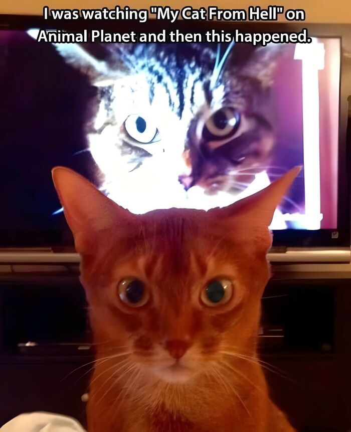 80 Times Cats Committed The Most Annoying Crimes But People Just Couldn’t Be Mad At Them (New Pics)