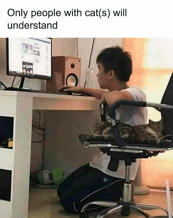 80 Times Cats Committed The Most Annoying Crimes But People Just Couldn’t Be Mad At Them (New Pics)