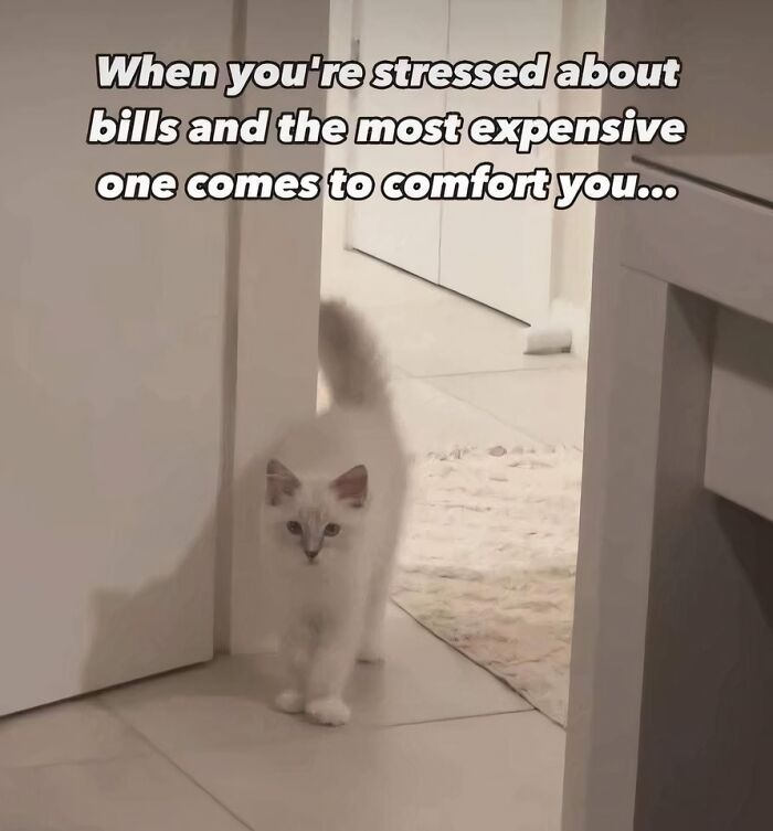 80 Times Cats Committed The Most Annoying Crimes But People Just Couldn’t Be Mad At Them (New Pics)