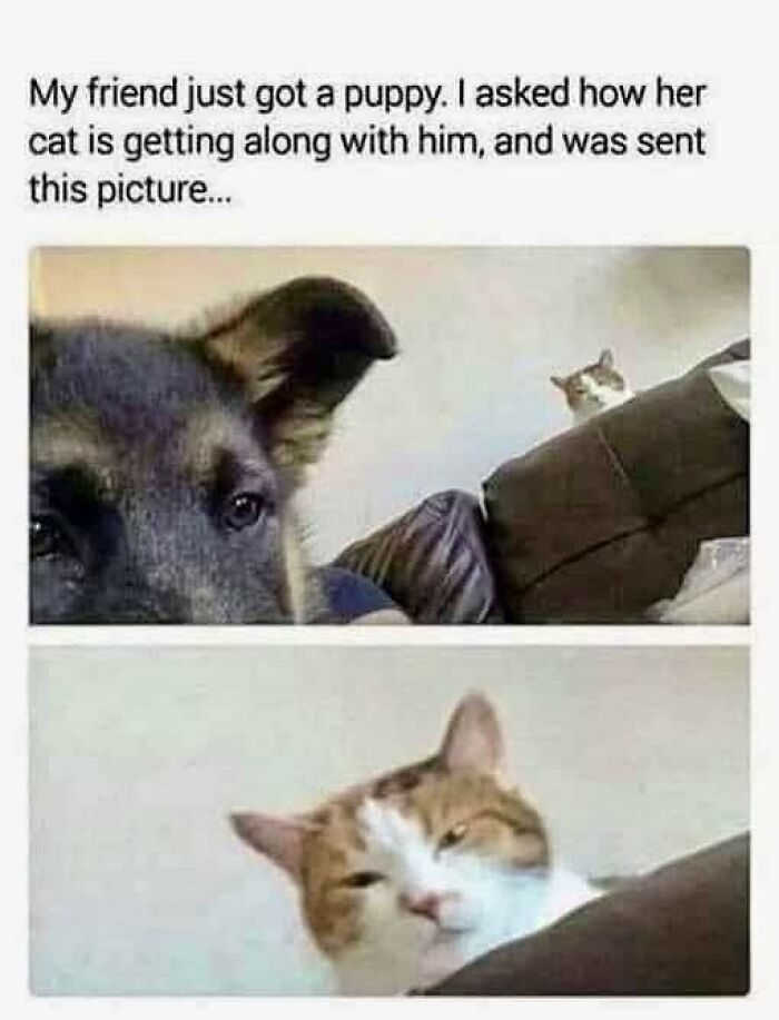 80 Times Cats Committed The Most Annoying Crimes But People Just Couldn’t Be Mad At Them (New Pics)