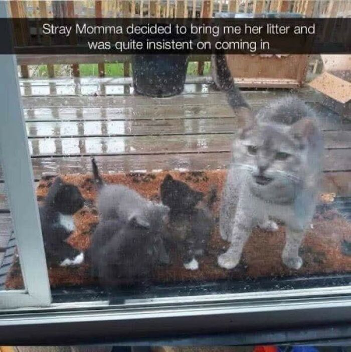 80 Times Cats Committed The Most Annoying Crimes But People Just Couldn’t Be Mad At Them (New Pics)