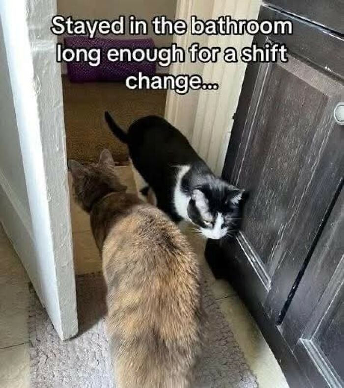 80 Times Cats Committed The Most Annoying Crimes But People Just Couldn’t Be Mad At Them (New Pics)
