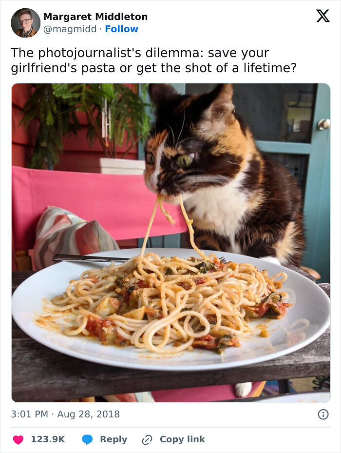 80 Times Cats Committed The Most Annoying Crimes But People Just Couldn’t Be Mad At Them (New Pics)