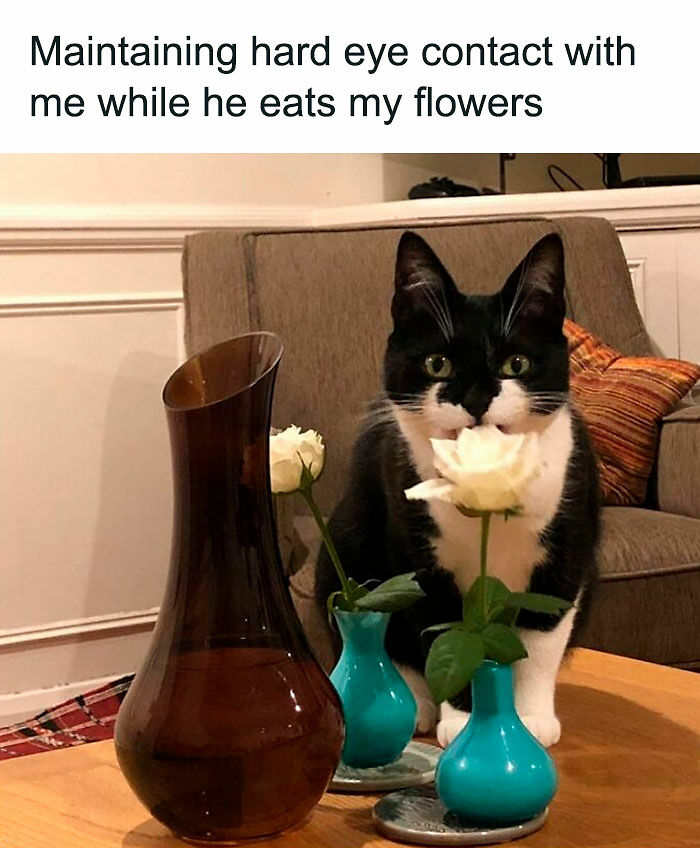 80 Times Cats Committed The Most Annoying Crimes But People Just Couldn’t Be Mad At Them (New Pics)