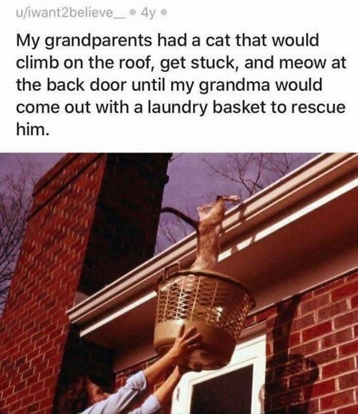 80 Times Cats Committed The Most Annoying Crimes But People Just Couldn’t Be Mad At Them (New Pics)