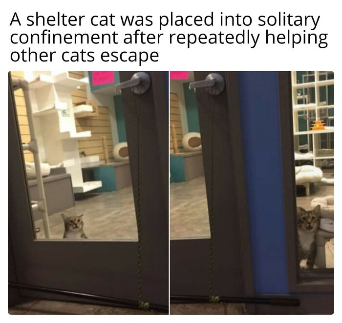 80 Times Cats Committed The Most Annoying Crimes But People Just Couldn’t Be Mad At Them (New Pics)