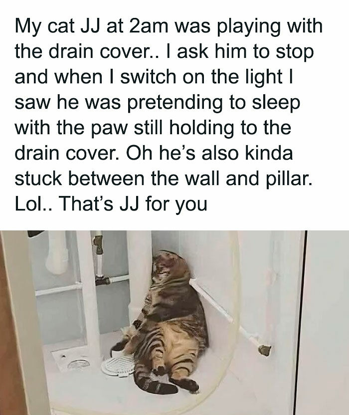 80 Times Cats Committed The Most Annoying Crimes But People Just Couldn’t Be Mad At Them (New Pics)