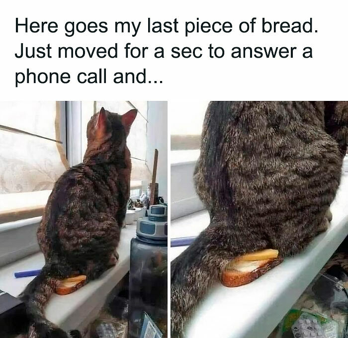 80 Times Cats Committed The Most Annoying Crimes But People Just Couldn’t Be Mad At Them (New Pics)