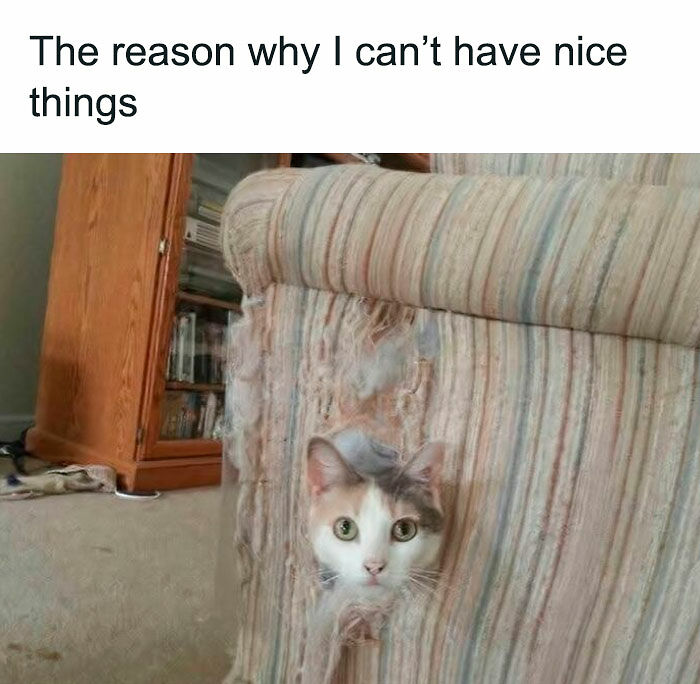 80 Times Cats Committed The Most Annoying Crimes But People Just Couldn’t Be Mad At Them (New Pics)