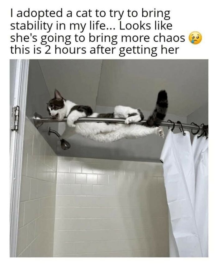 80 Times Cats Committed The Most Annoying Crimes But People Just Couldn’t Be Mad At Them (New Pics)