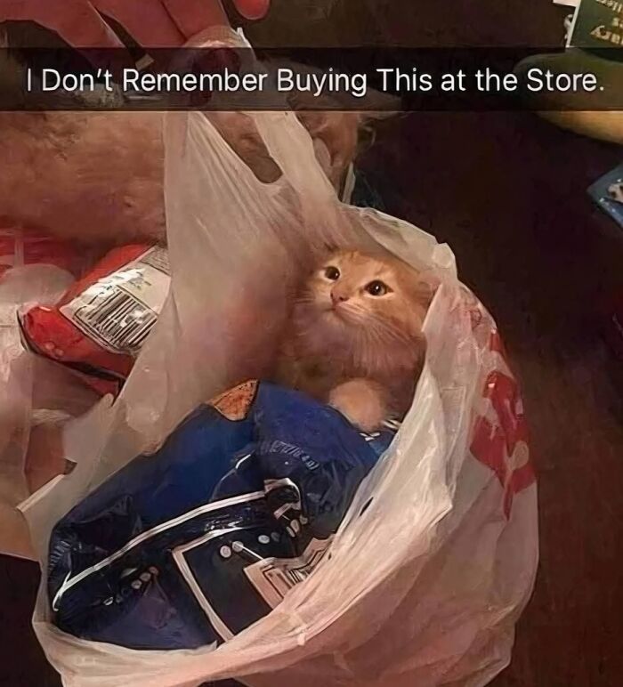 80 Times Cats Committed The Most Annoying Crimes But People Just Couldn’t Be Mad At Them (New Pics)
