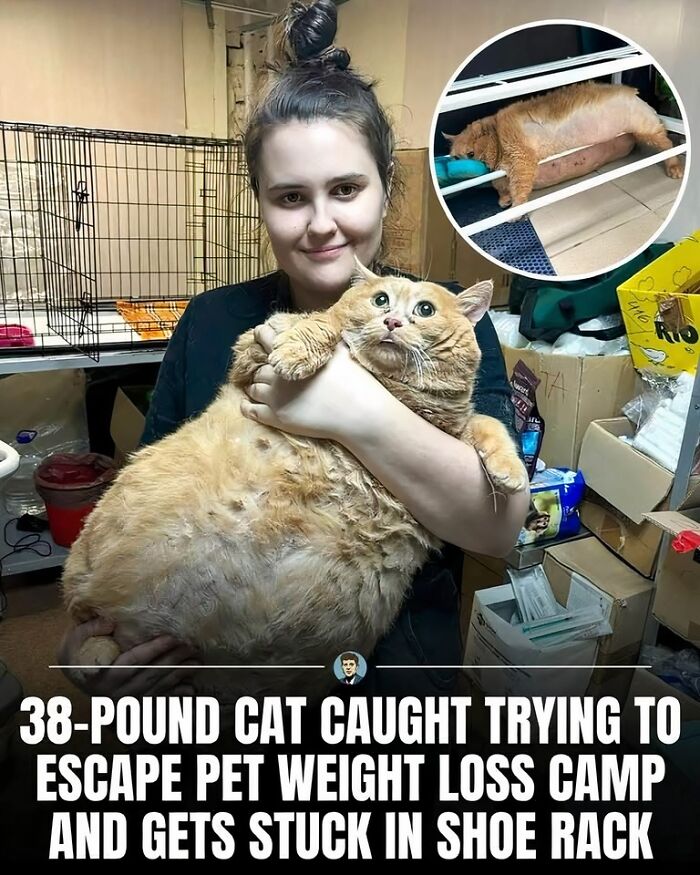 80 Times Cats Committed The Most Annoying Crimes But People Just Couldn’t Be Mad At Them (New Pics)