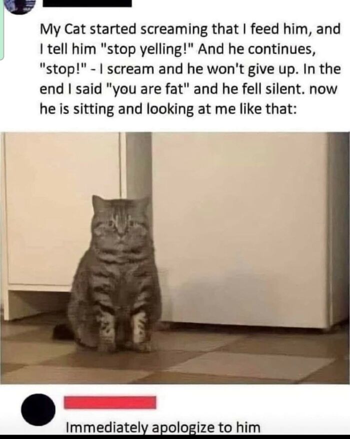 80 Times Cats Committed The Most Annoying Crimes But People Just Couldn’t Be Mad At Them (New Pics)