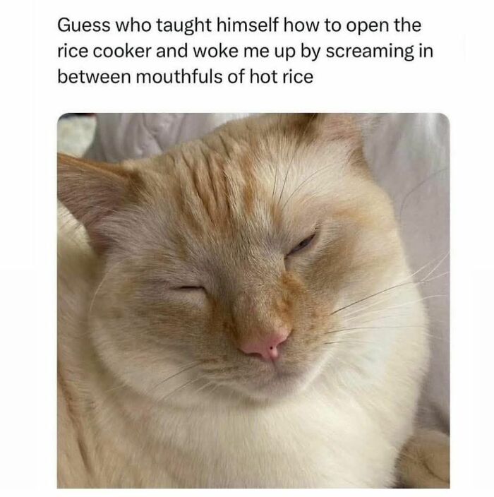 80 Times Cats Committed The Most Annoying Crimes But People Just Couldn’t Be Mad At Them (New Pics)
