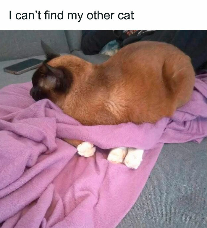 80 Times Cats Committed The Most Annoying Crimes But People Just Couldn’t Be Mad At Them (New Pics)
