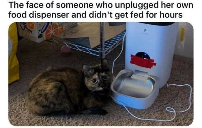 80 Times Cats Committed The Most Annoying Crimes But People Just Couldn’t Be Mad At Them (New Pics)