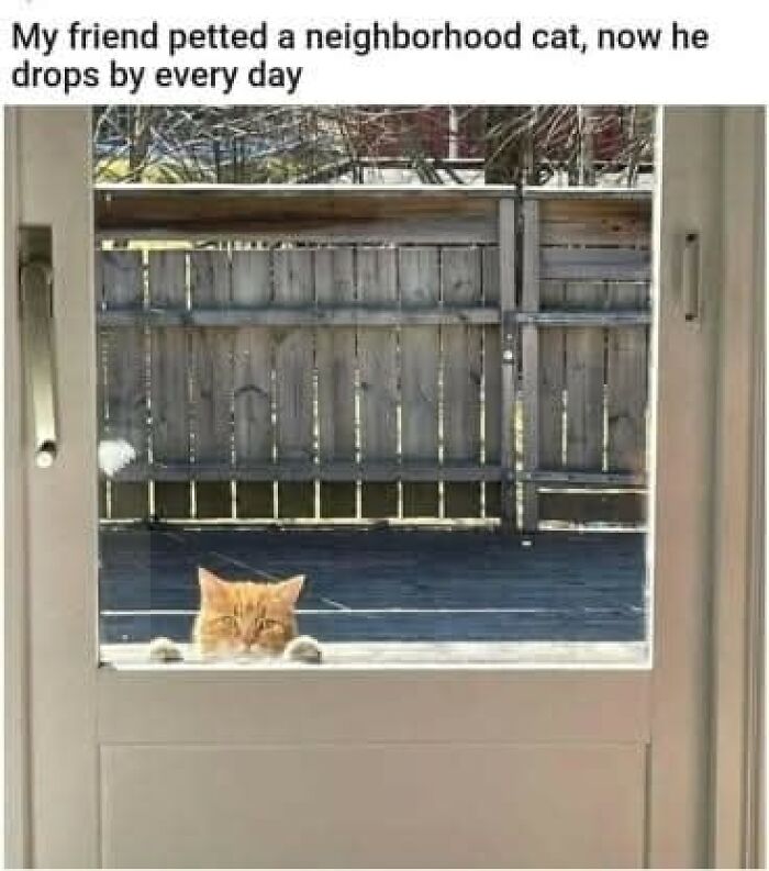80 Times Cats Committed The Most Annoying Crimes But People Just Couldn’t Be Mad At Them (New Pics)