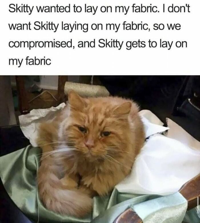 80 Times Cats Committed The Most Annoying Crimes But People Just Couldn’t Be Mad At Them (New Pics)