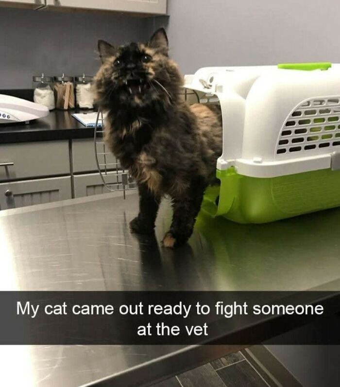 80 Times Cats Committed The Most Annoying Crimes But People Just Couldn’t Be Mad At Them (New Pics)
