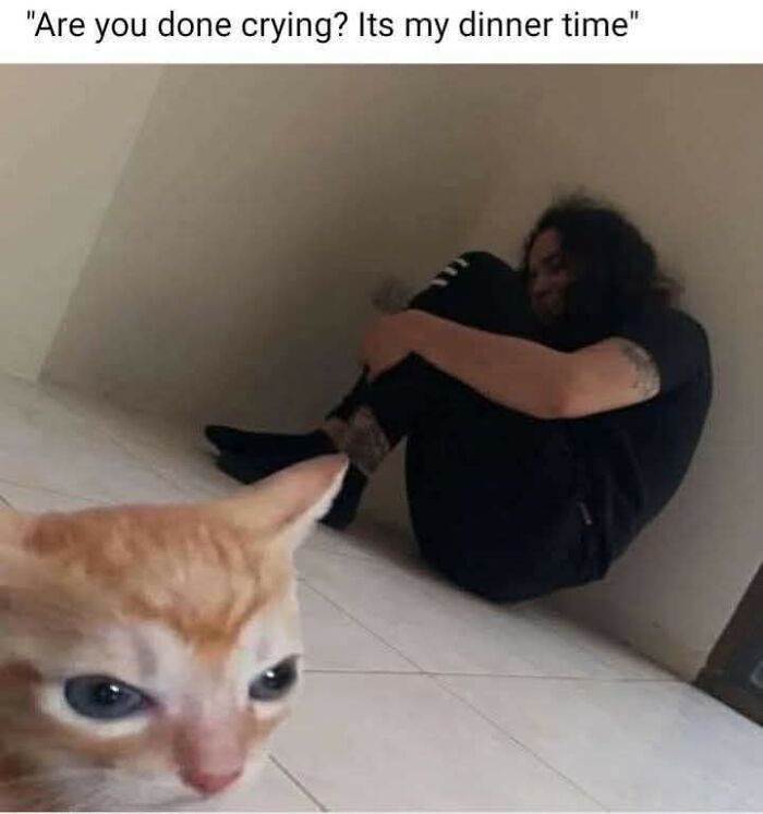 80 Times Cats Committed The Most Annoying Crimes But People Just Couldn’t Be Mad At Them (New Pics)