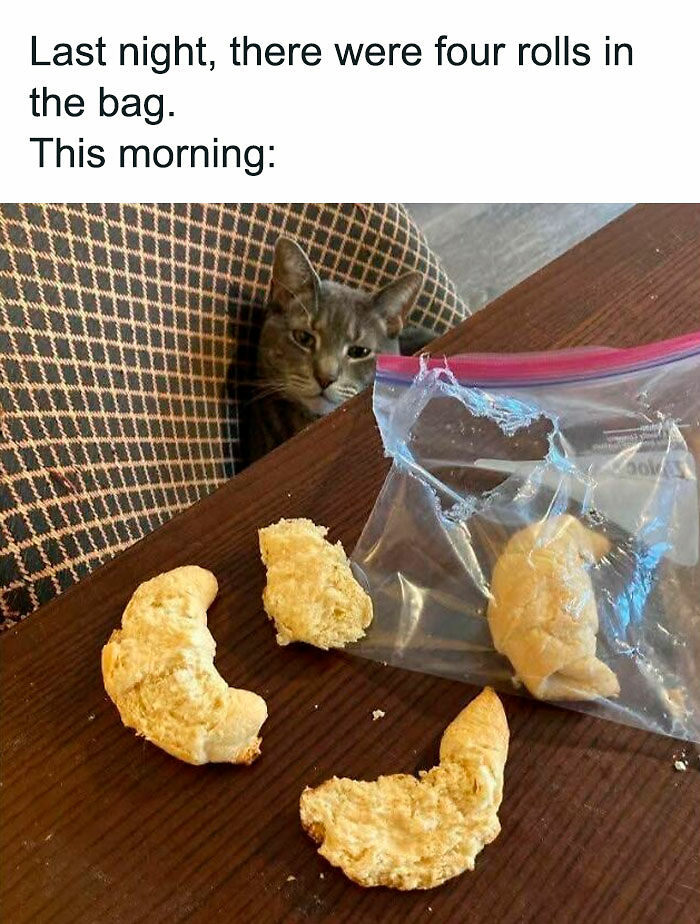 80 Times Cats Committed The Most Annoying Crimes But People Just Couldn’t Be Mad At Them (New Pics)