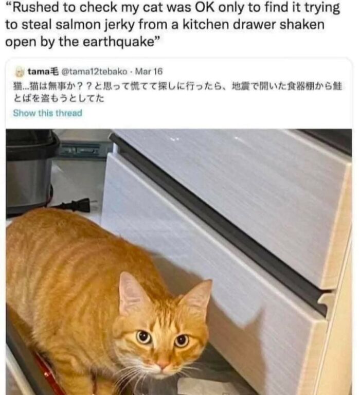 80 Times Cats Committed The Most Annoying Crimes But People Just Couldn’t Be Mad At Them (New Pics)