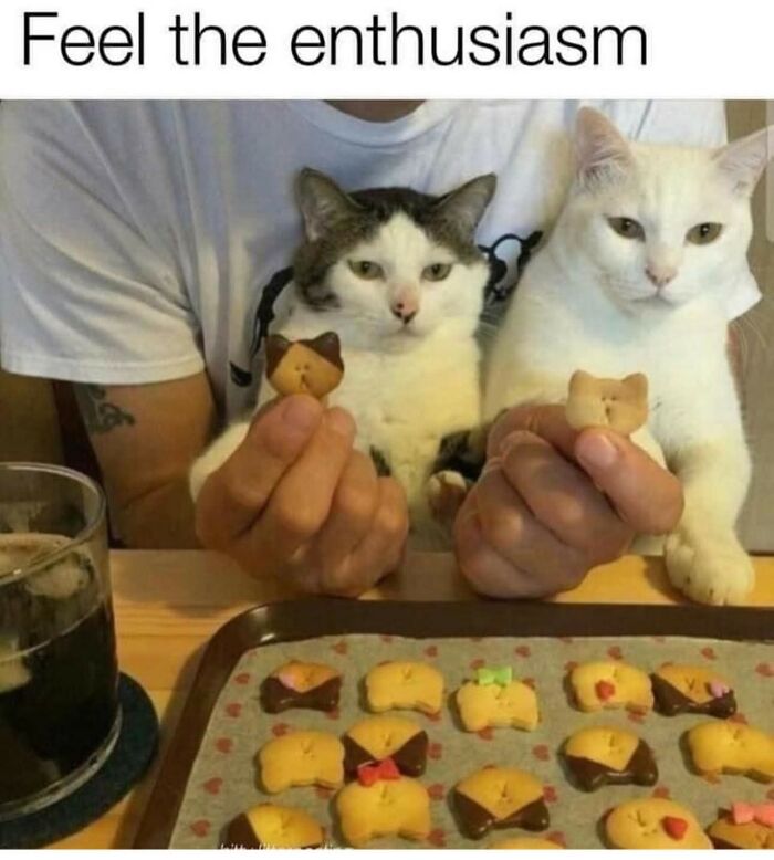 80 Times Cats Committed The Most Annoying Crimes But People Just Couldn’t Be Mad At Them (New Pics)