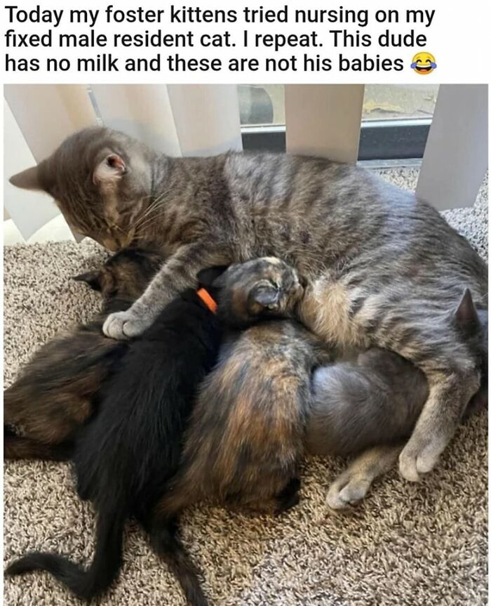 80 Times Cats Committed The Most Annoying Crimes But People Just Couldn’t Be Mad At Them (New Pics)