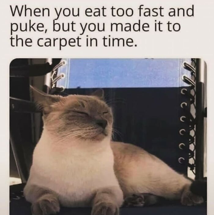 80 Times Cats Committed The Most Annoying Crimes But People Just Couldn’t Be Mad At Them (New Pics)