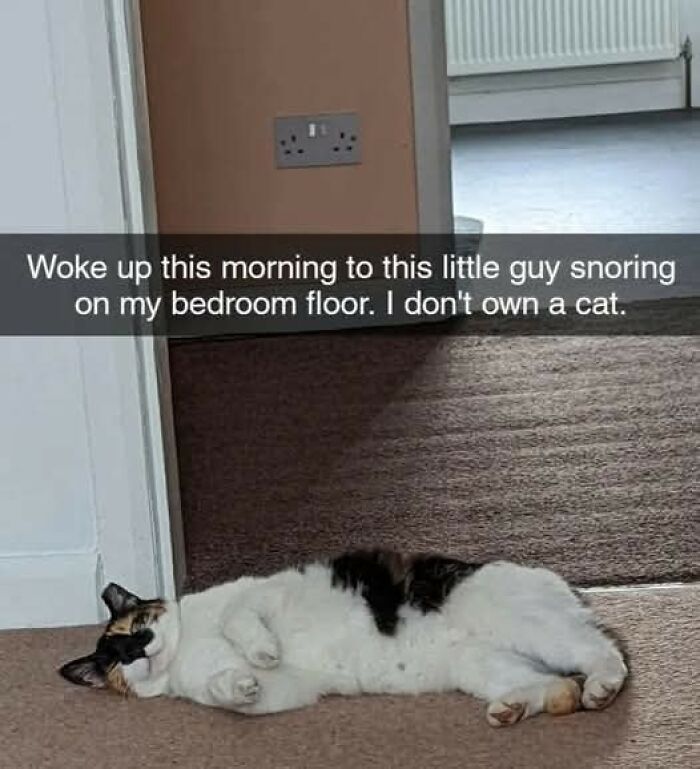 80 Times Cats Committed The Most Annoying Crimes But People Just Couldn’t Be Mad At Them (New Pics)