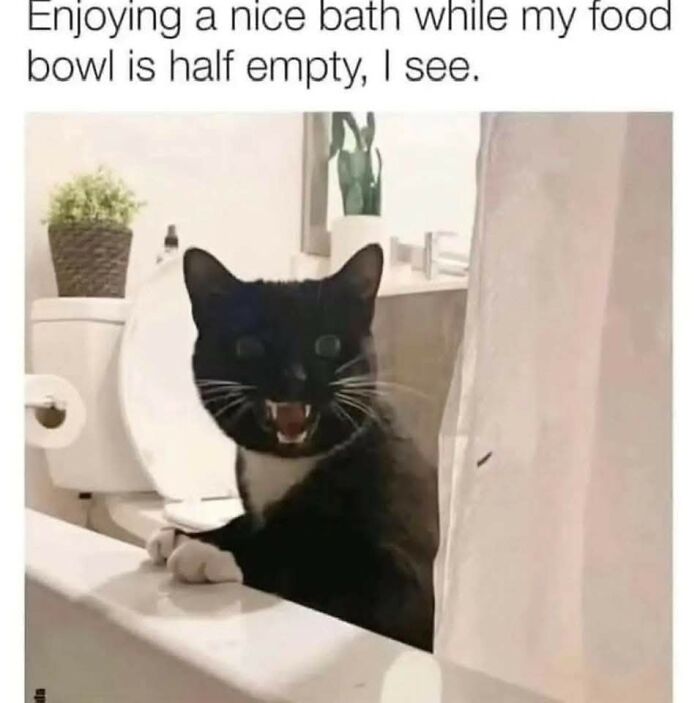 80 Times Cats Committed The Most Annoying Crimes But People Just Couldn’t Be Mad At Them (New Pics)