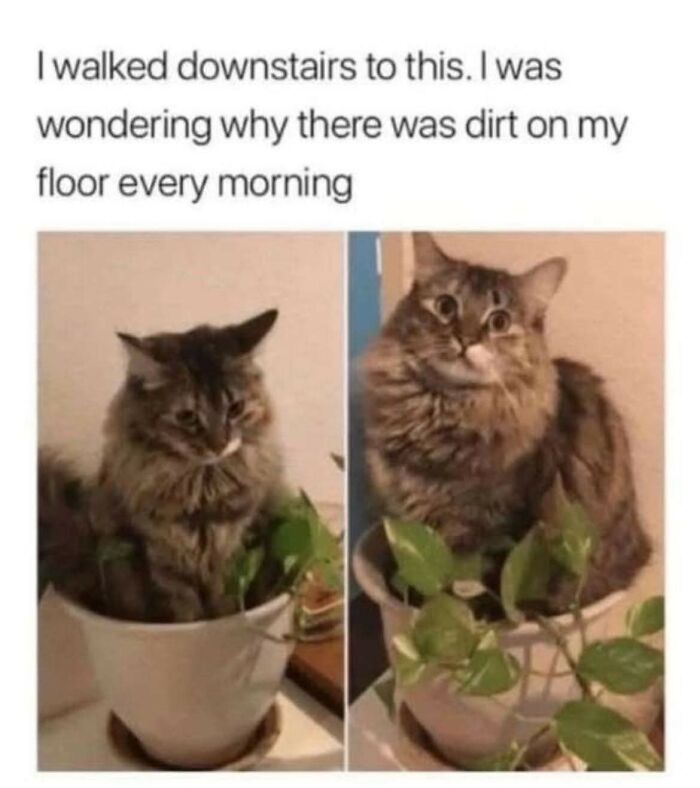80 Times Cats Committed The Most Annoying Crimes But People Just Couldn’t Be Mad At Them (New Pics)