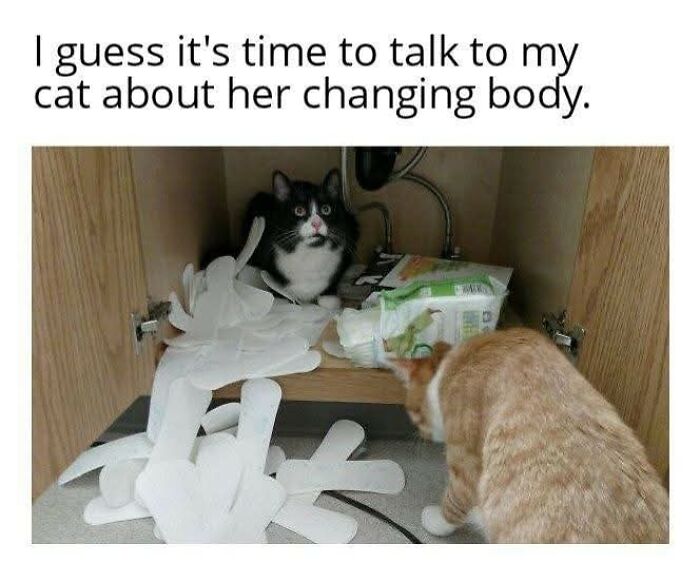 80 Times Cats Committed The Most Annoying Crimes But People Just Couldn’t Be Mad At Them (New Pics)