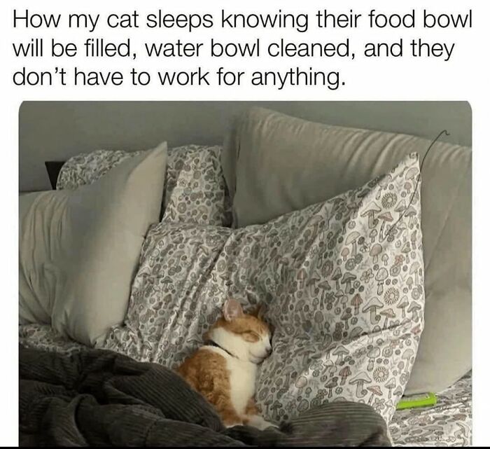 80 Times Cats Committed The Most Annoying Crimes But People Just Couldn’t Be Mad At Them (New Pics)