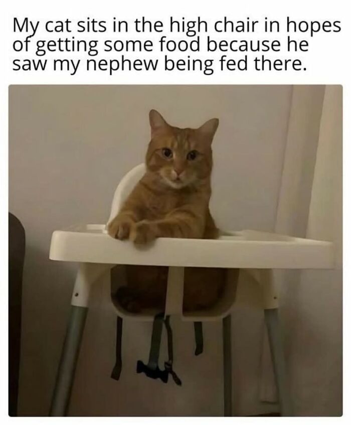 80 Times Cats Committed The Most Annoying Crimes But People Just Couldn’t Be Mad At Them (New Pics)