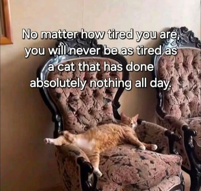 80 Times Cats Committed The Most Annoying Crimes But People Just Couldn’t Be Mad At Them (New Pics)