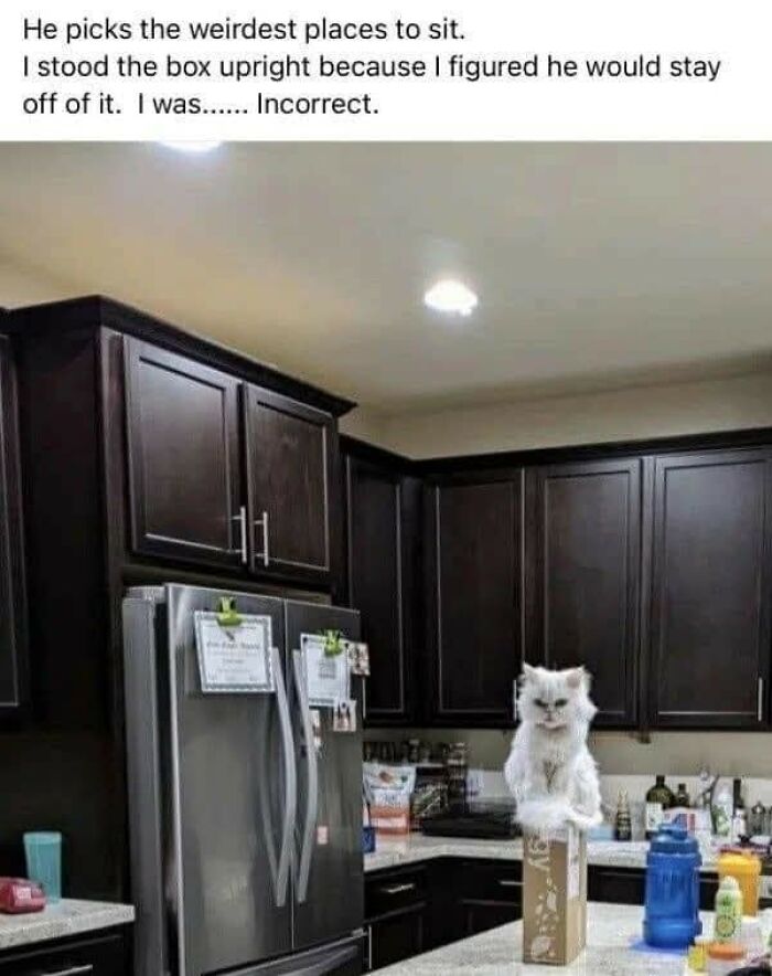 80 Times Cats Committed The Most Annoying Crimes But People Just Couldn’t Be Mad At Them (New Pics)