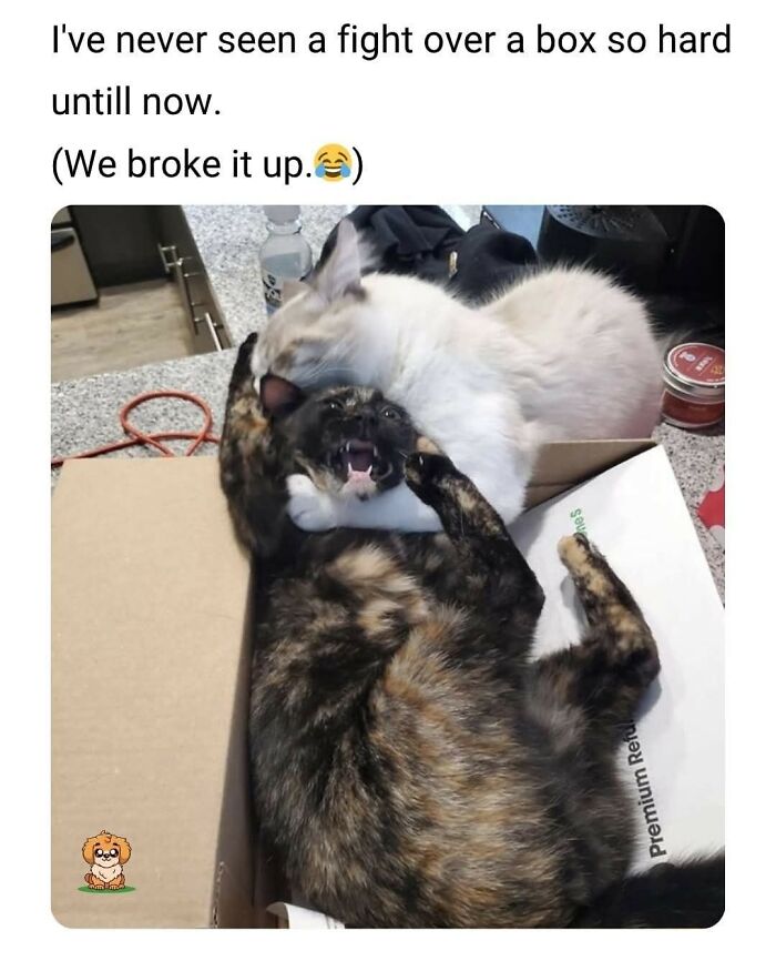 80 Times Cats Committed The Most Annoying Crimes But People Just Couldn’t Be Mad At Them (New Pics)