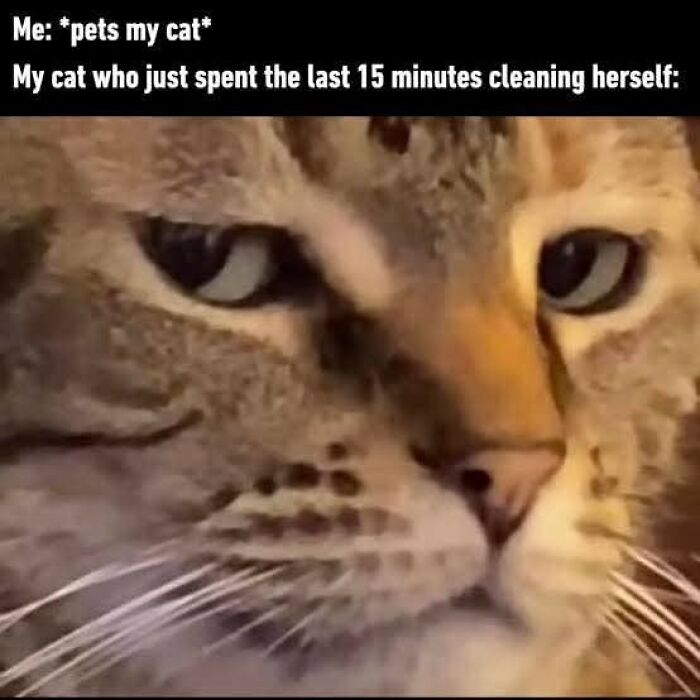 80 Times Cats Committed The Most Annoying Crimes But People Just Couldn’t Be Mad At Them (New Pics)