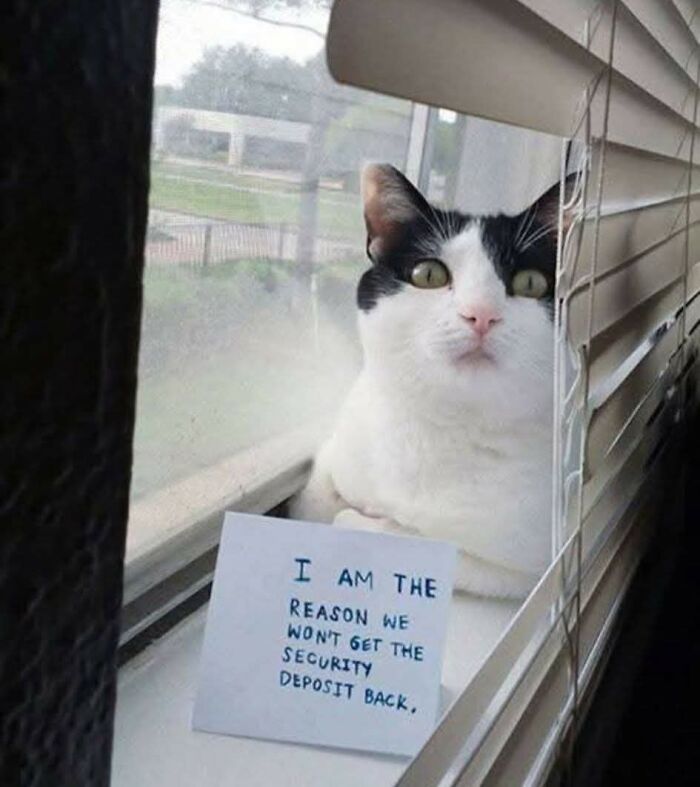 80 Times Cats Committed The Most Annoying Crimes But People Just Couldn’t Be Mad At Them (New Pics)