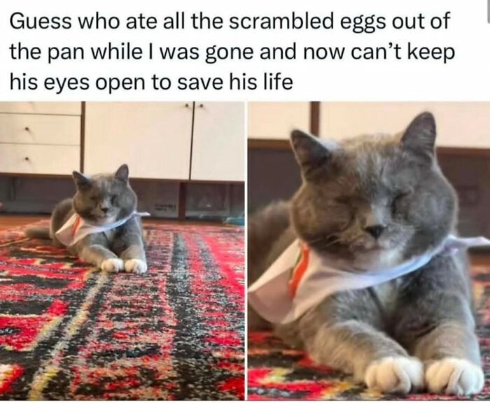 80 Times Cats Committed The Most Annoying Crimes But People Just Couldn’t Be Mad At Them (New Pics)