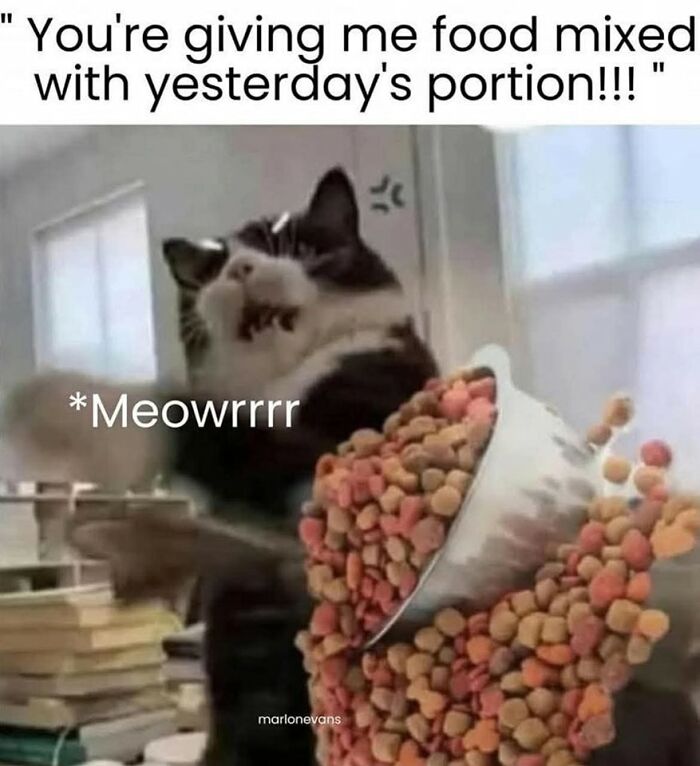 80 Times Cats Committed The Most Annoying Crimes But People Just Couldn’t Be Mad At Them (New Pics)