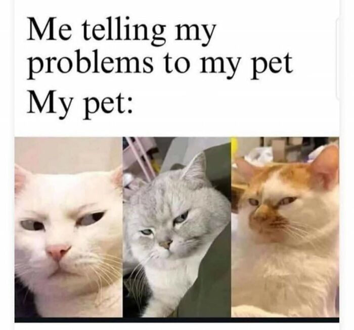 80 Times Cats Committed The Most Annoying Crimes But People Just Couldn’t Be Mad At Them (New Pics)