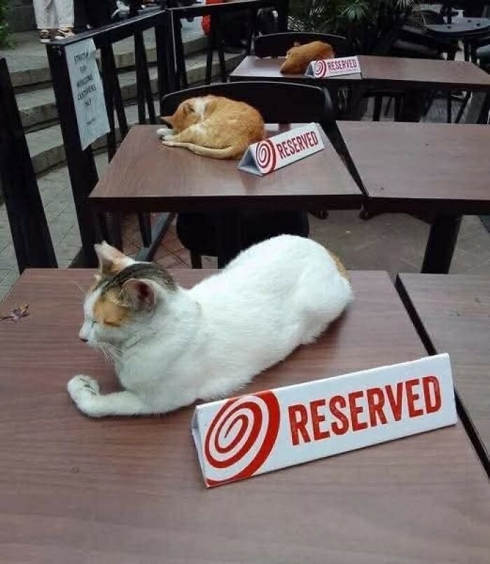 80 Times Cats Committed The Most Annoying Crimes But People Just Couldn’t Be Mad At Them (New Pics)
