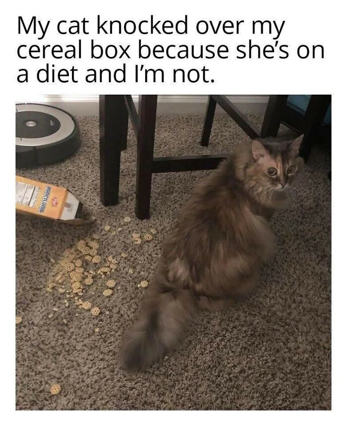 80 Times Cats Committed The Most Annoying Crimes But People Just Couldn’t Be Mad At Them (New Pics)