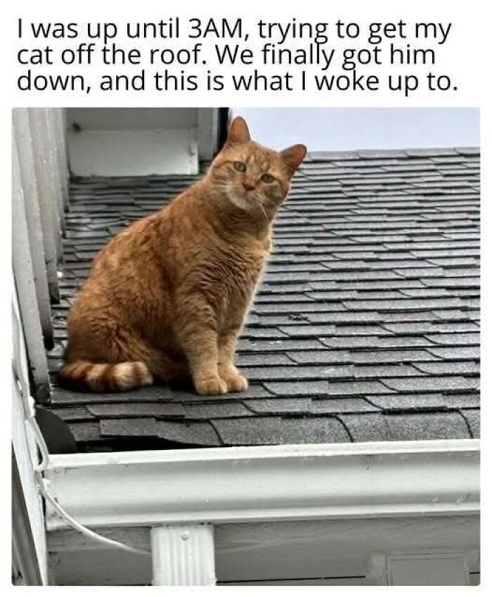 80 Times Cats Committed The Most Annoying Crimes But People Just Couldn’t Be Mad At Them (New Pics)