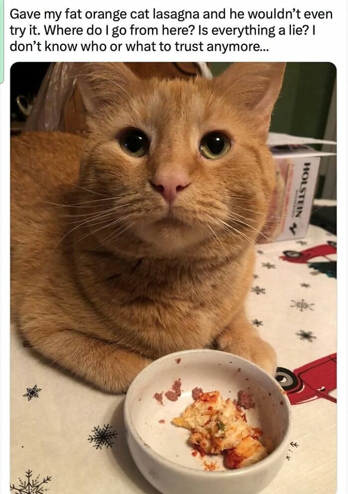 80 Times Cats Committed The Most Annoying Crimes But People Just Couldn’t Be Mad At Them (New Pics)