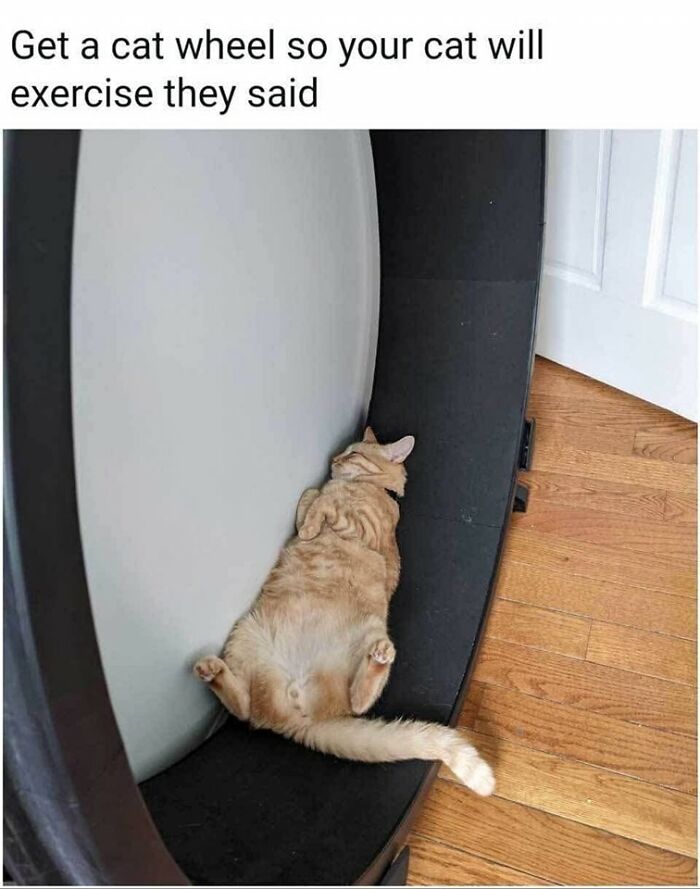 80 Times Cats Committed The Most Annoying Crimes But People Just Couldn’t Be Mad At Them (New Pics)