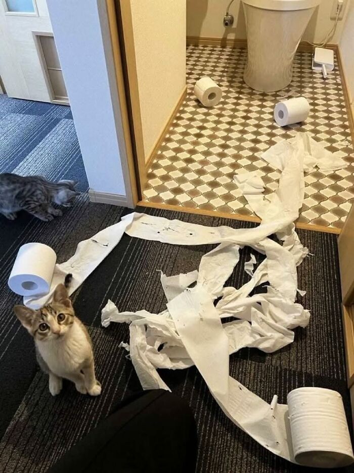 80 Times Cats Committed The Most Annoying Crimes But People Just Couldn’t Be Mad At Them (New Pics)