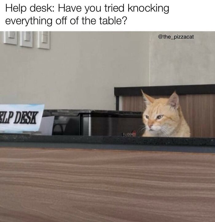 80 Times Cats Committed The Most Annoying Crimes But People Just Couldn’t Be Mad At Them (New Pics)